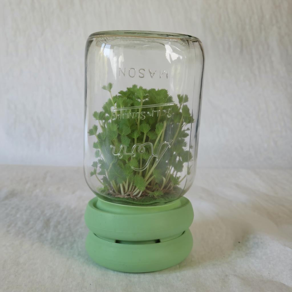 Sprouting Lids for canning jars