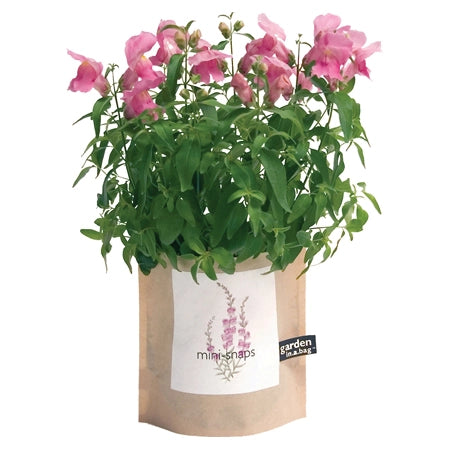 Mother's Day Garden in a Bag Kit