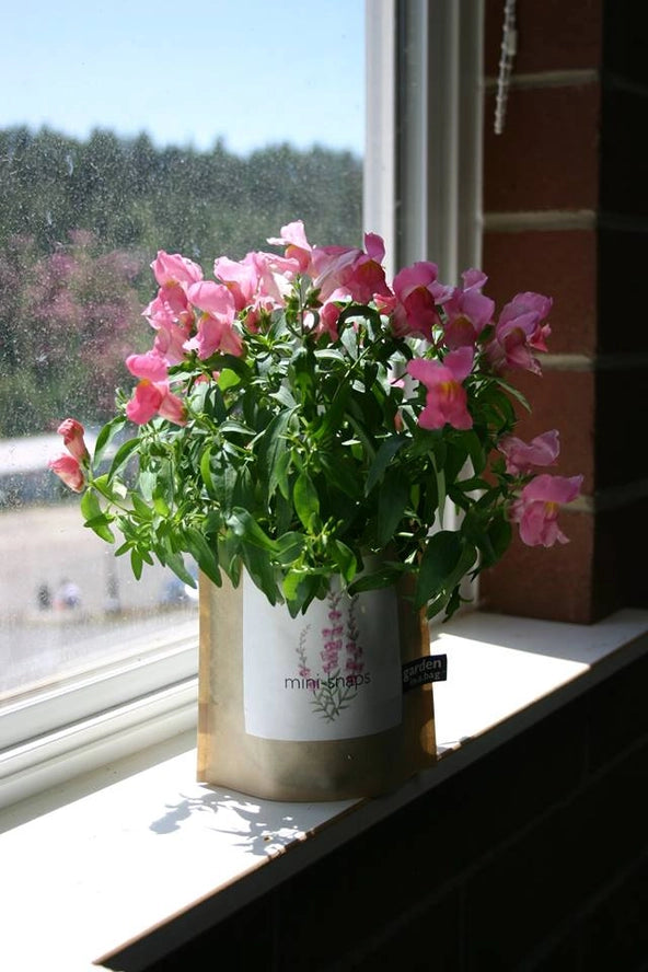 Mother's Day Garden in a Bag Kit